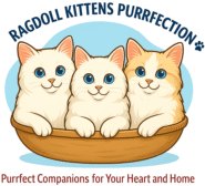 Ragdoll Kittens Purrfection